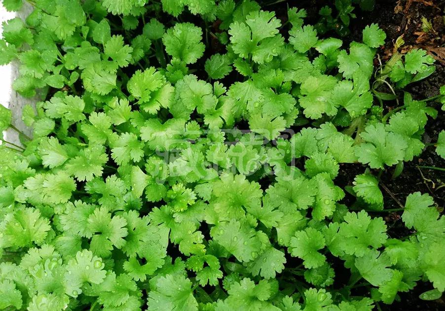 小众且美味的蔬菜,惊艳爽口的蔬菜