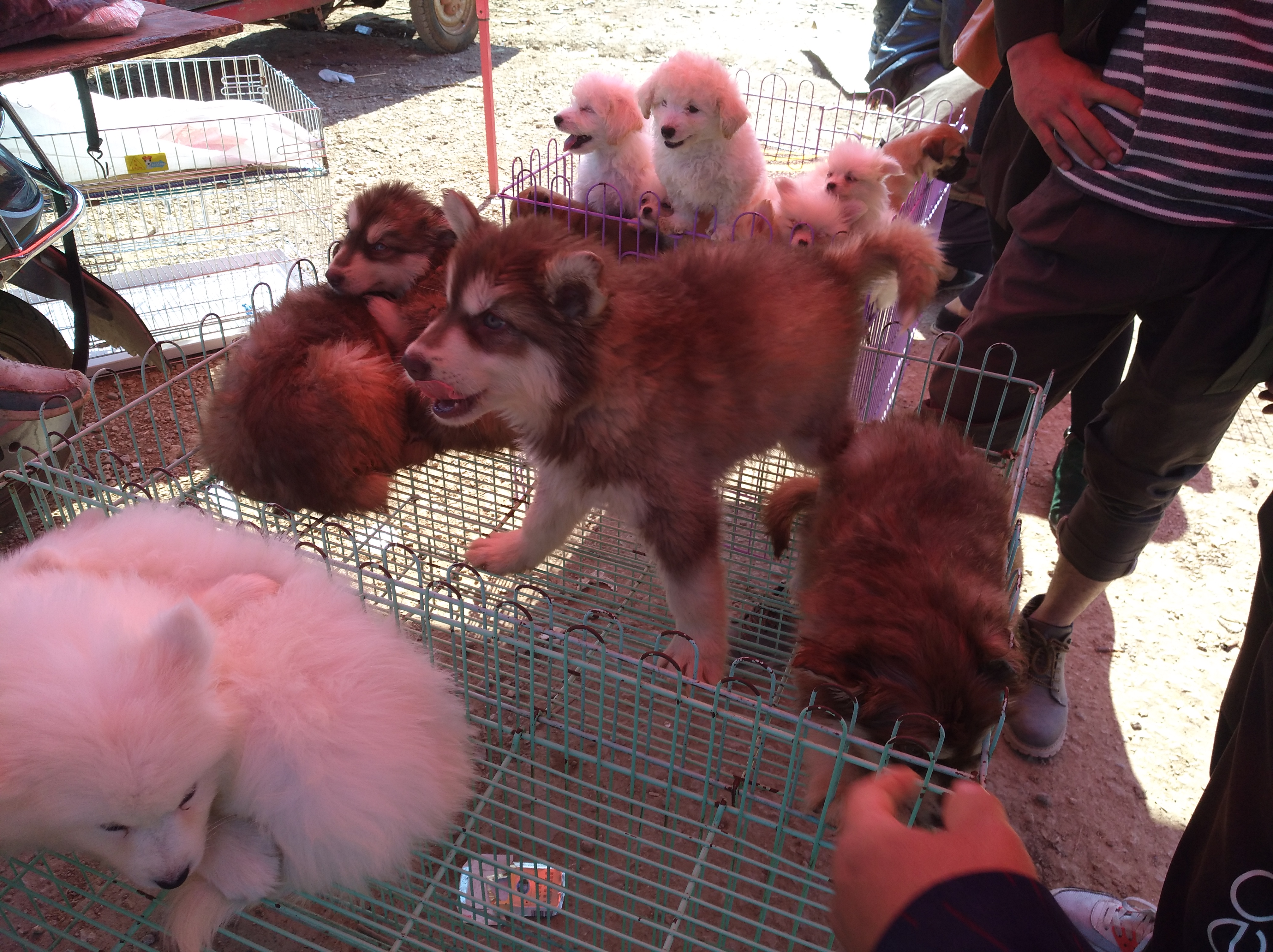 网上买狗运输靠谱吗,网上买宠物狗要注意什么