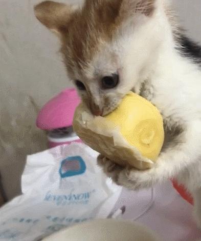 猫咪不习惯吃的表现,猫咪不为人知的用途