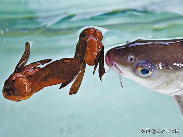 最神秘的淡水鱼,世界上最好吃的淡水鱼