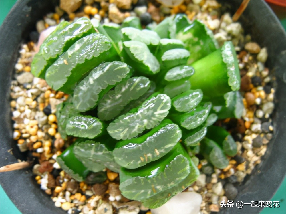 最好养的老桩几款多肉,多肉小苗如何长成老桩