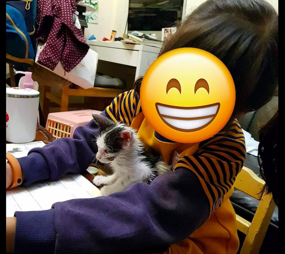 猫踩到了粘鼠板,猫踩到粘鼠板死了