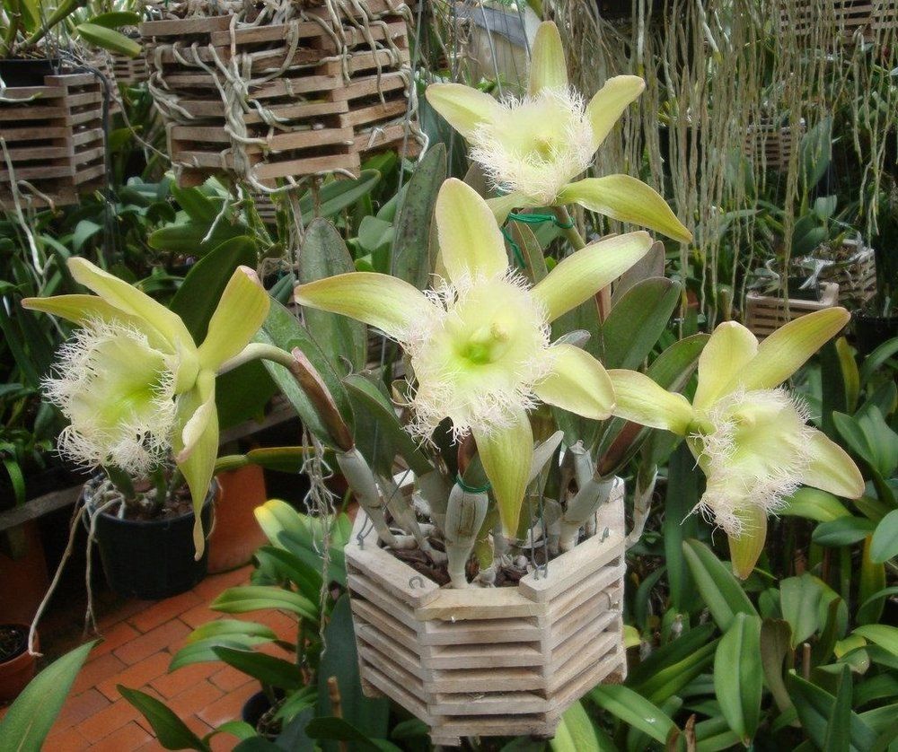 什么属相适合养什么植物,12生肖相对应的花卉是什么