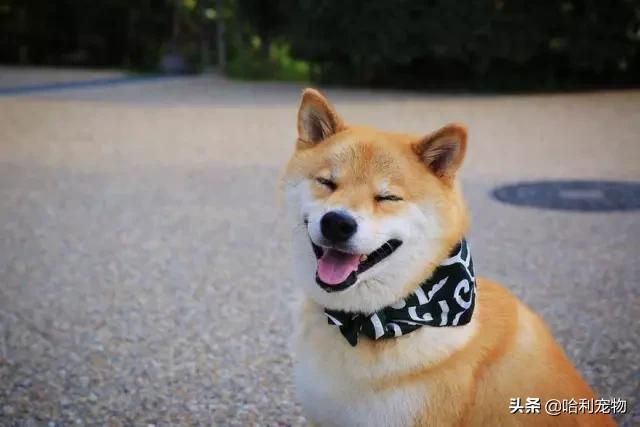 柴犬感染力大吗,柴犬占有欲很强吗