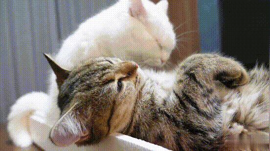 绝育了的公猫胆子小会跳窗吗,绝育的小公猫还叼小母猫怎么办