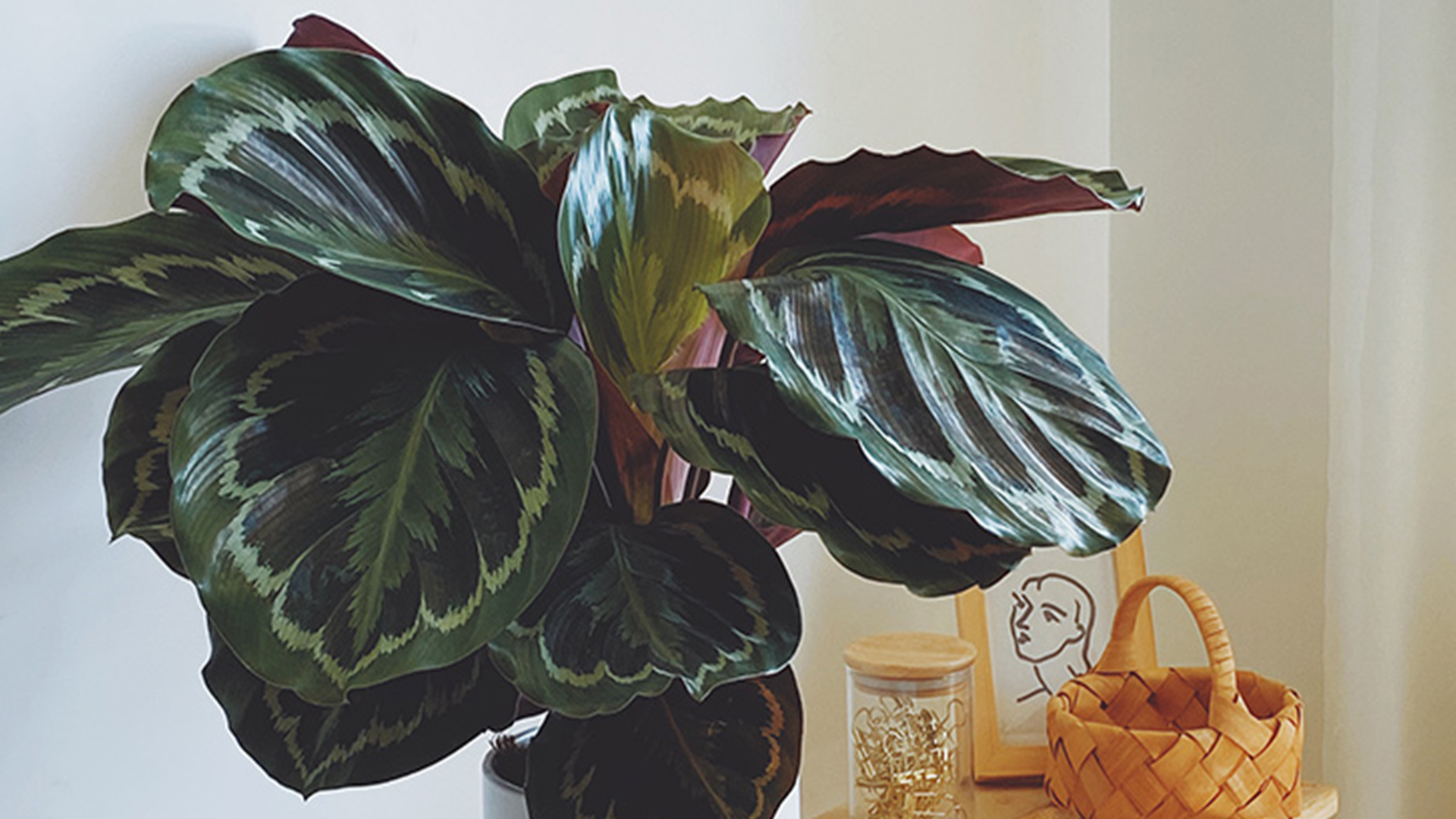 竹芋黄叶的原因和处理办法,竹芋叶片发黄是什么原因