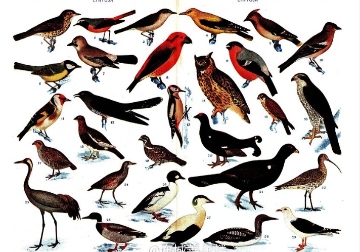 40个世界鸟类之最,世界上飞得最快的鸟类是什么