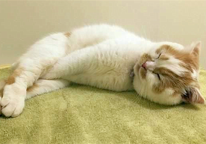 猫咪输尿管堵塞,猫咪尿闭导尿堵塞