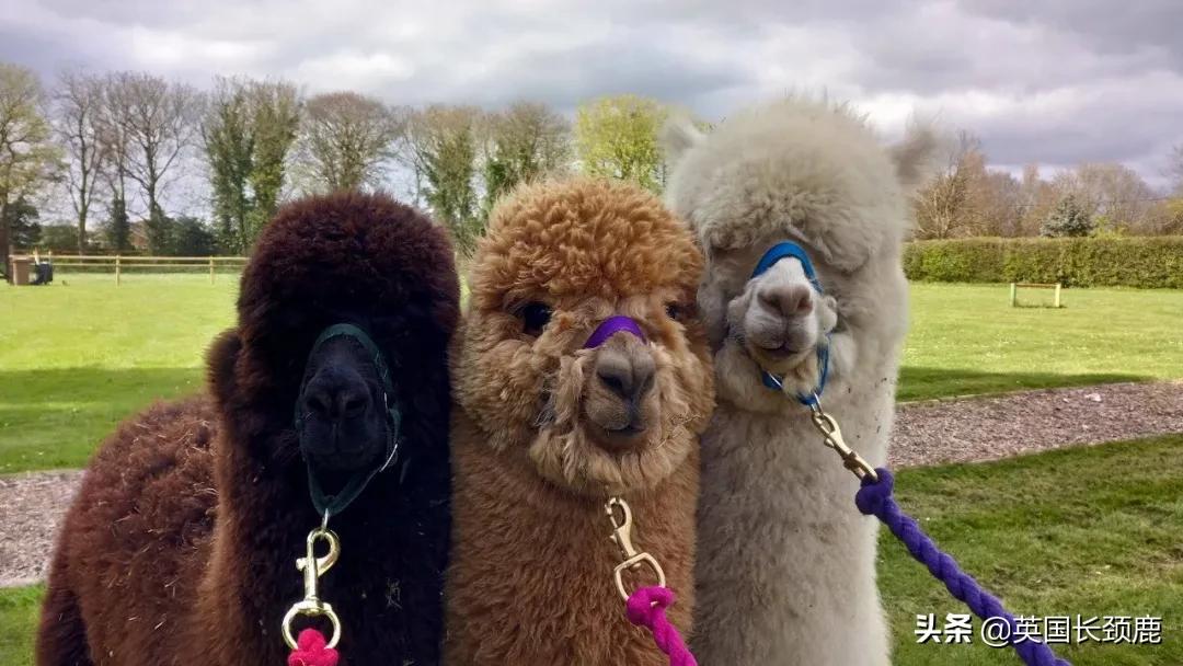 羊驼忧郁症,羊驼抑郁症治疗