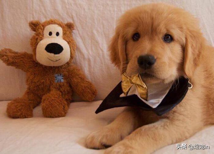 犬种智商,犬种智商排名第一名金毛