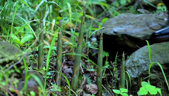 李子柒挖竹笋全过程视频,李子柒制作春笋视频