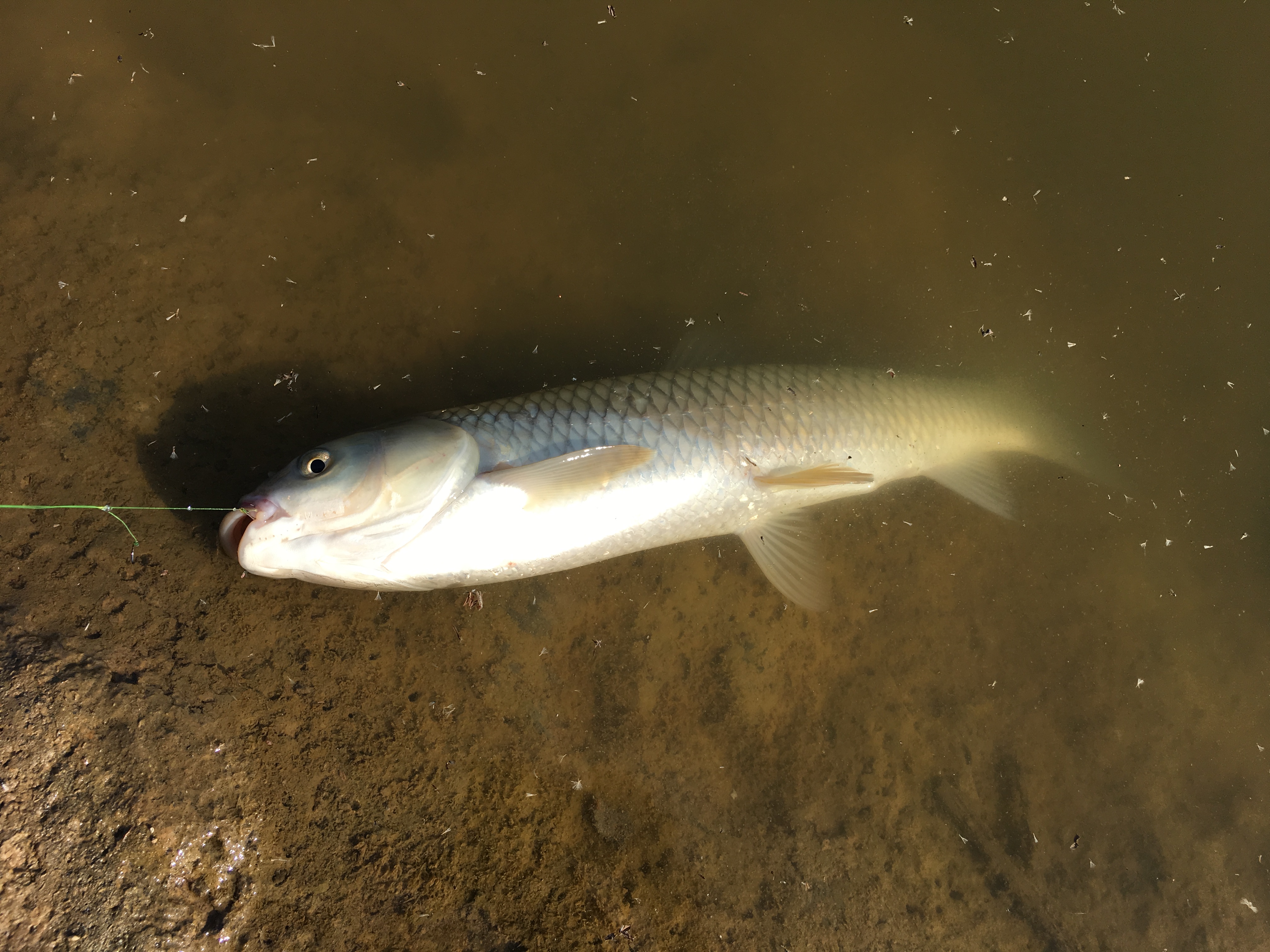 钓鱼没有抄网的时候怎么办,36种钓鱼禁止使用钓法