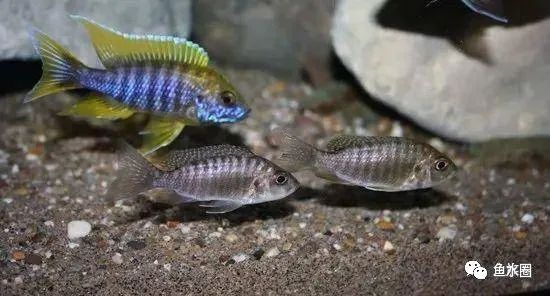 三湖慈鲷马鲷孔雀珍珠系能长多大,三湖慈鲷之孔雀