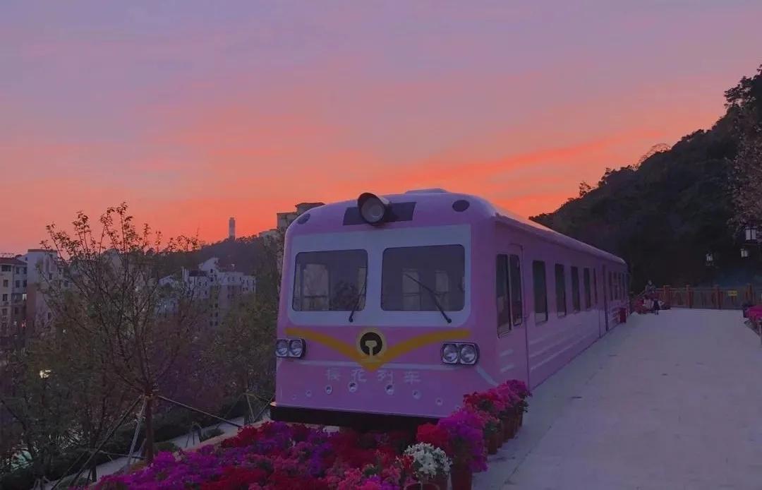 深圳樱花专列,深圳蛇口樱花列车
