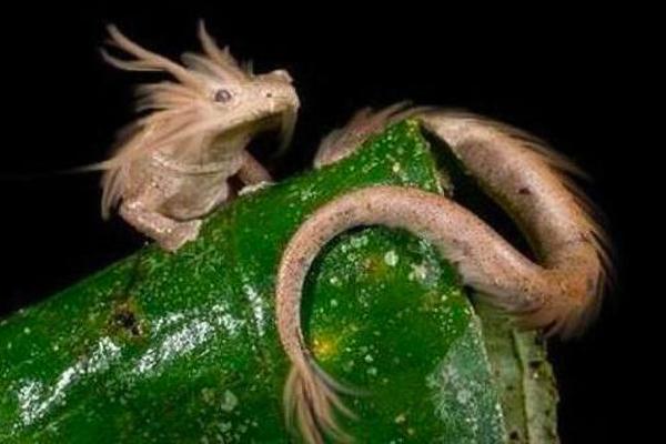 世界上长得最像龙的生物,最像中国龙的生物