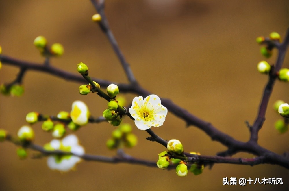 本科毕业论文开题严格吗,本科毕业论文开题报告主要内容