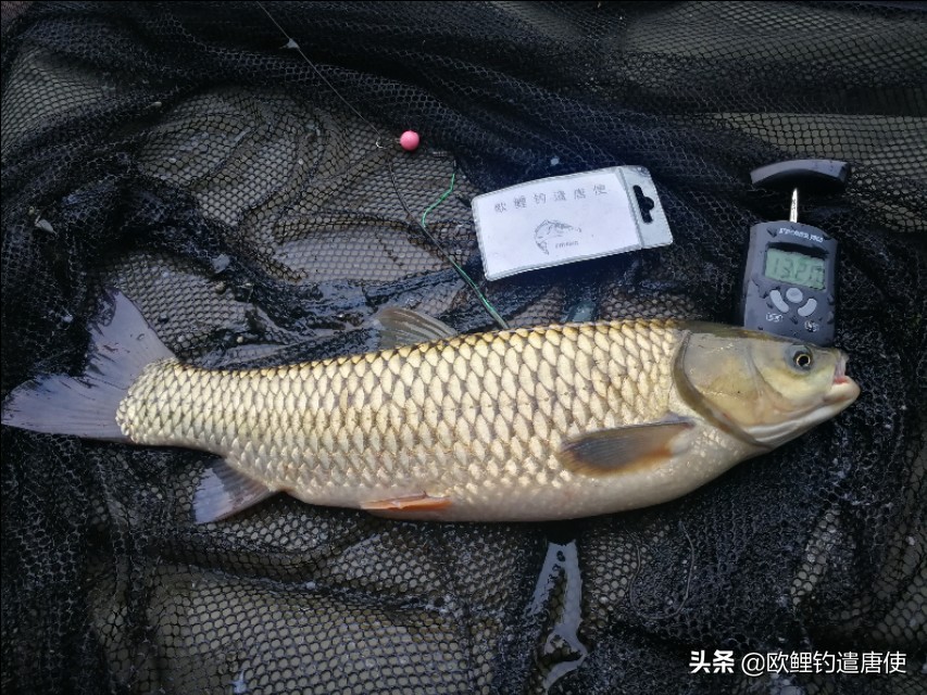 话说欧鲤钓之科学篇,欧鲤钓知识讲解