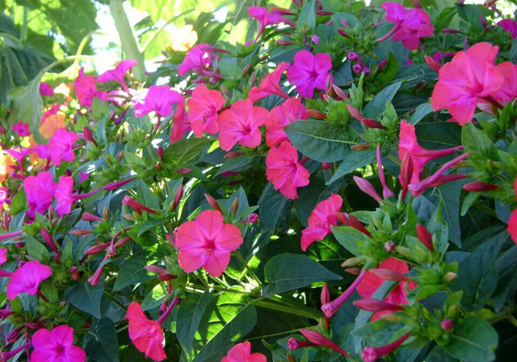 紫茉莉花的生长过程图,紫茉莉花哪个季节最适宜栽培