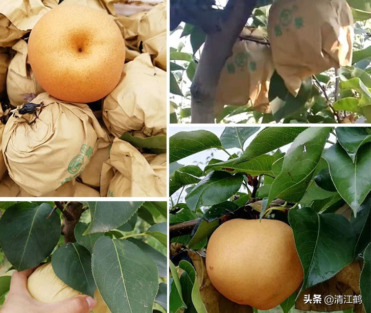 梨子果锈什么原因,梨子果锈怎么去除