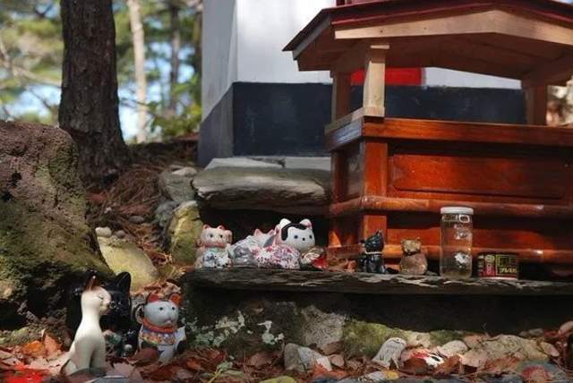 日本的撸猫圣地,日本东京免费撸猫的地方