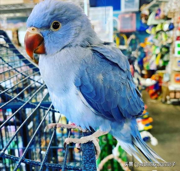 国外鹦鹉品种大全,国外鹦鹉宠物店各种品种