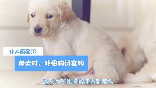 狗狗习惯性扑人怎么办？几个训练小技巧就能解决