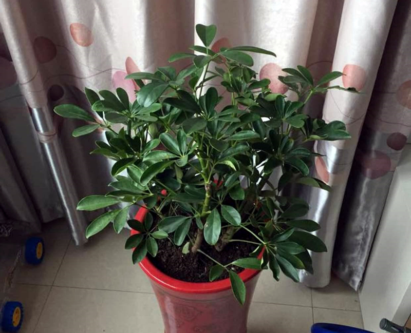 招财树八方来财怎么养,八方来财发财树的养殖方法