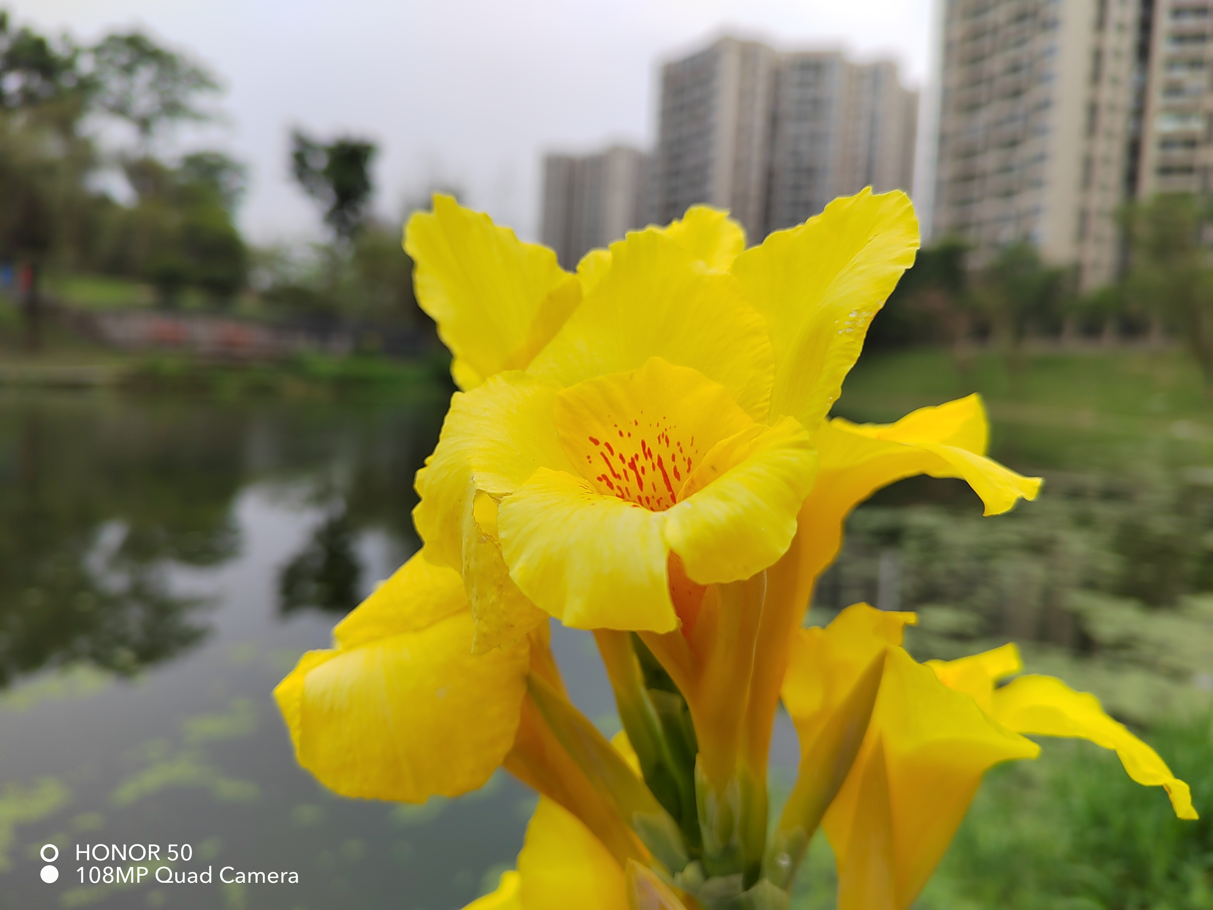 荣耀50除了vlog还有什么功能亮点,荣耀50怎样拍vlog带美颜