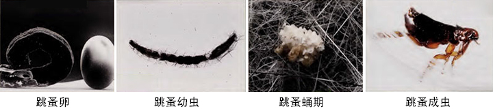 小小跳蚤全部小说,小小的跳蚤