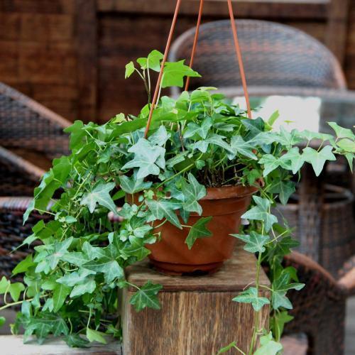 常春藤叶子黄枯萎怎么回事,常春藤从根部发黄落叶怎么办