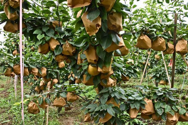 晚秋黄梨怎样才能高产,晚秋黄梨的春季管理方法