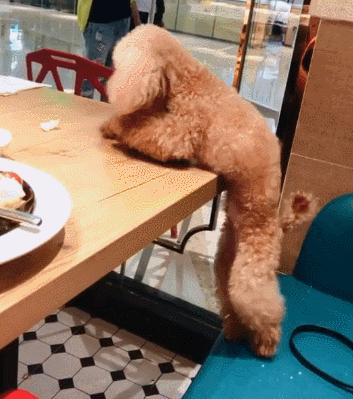 爱干净又好养的狗排名前十,最好养的狗又干净又不掉毛不乱叫