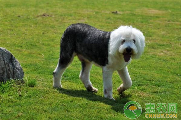 贾第鞭毛虫病能治愈吗,贾第鞭毛虫的治疗