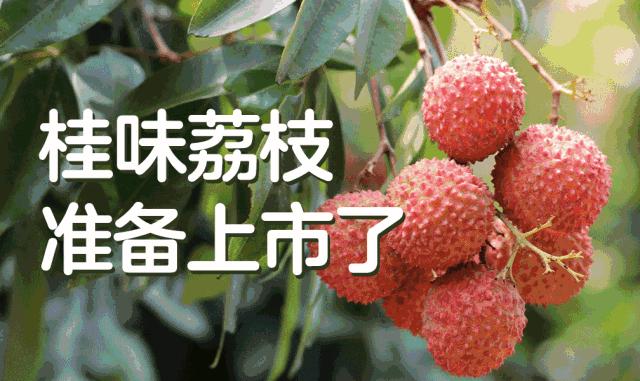 荔枝界的爱马仕,广东荔枝首选桂味荔枝