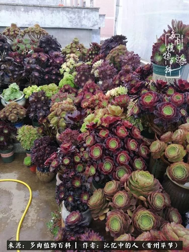 我心中的玫瑰原唱,我心中的玫瑰全部歌曲