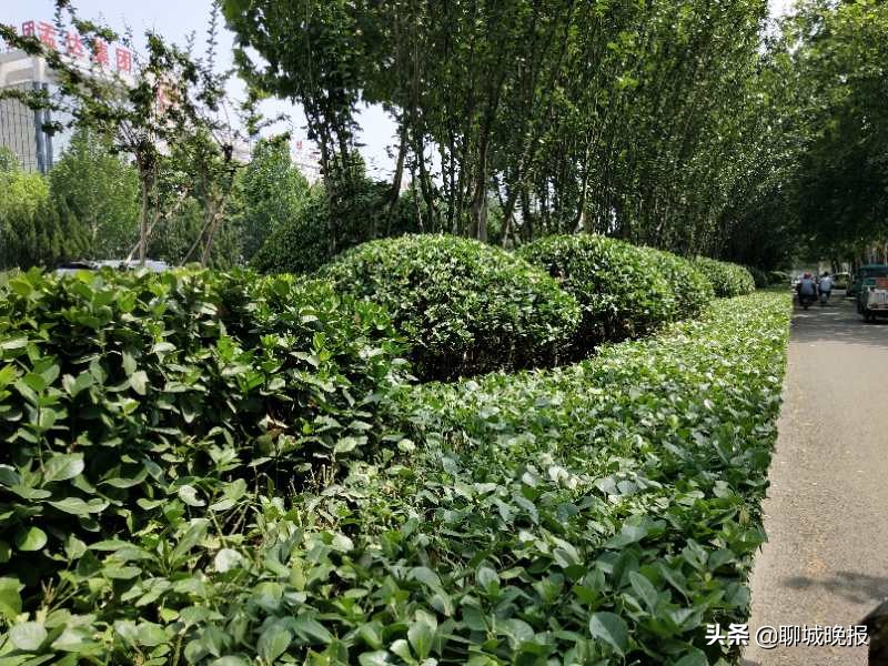 方寸花草地亦是大战场!聊城市城市管理局园林处:工作机制创新实践带来可喜之变