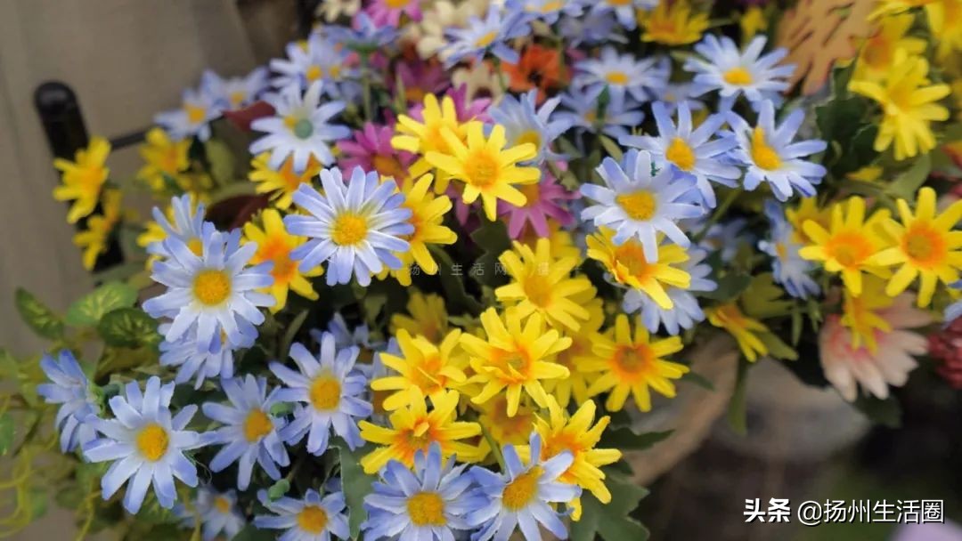 2元花盆批发,2元左右的花盆