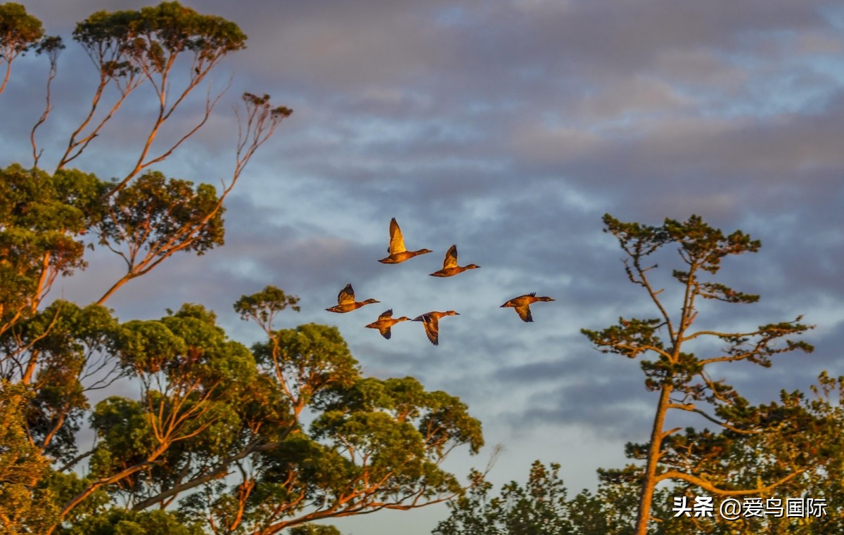 观鸟大年影片,观鸟大年在线观看