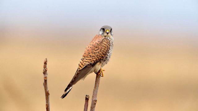 它说吉他前奏,她说钢琴伴奏和弦