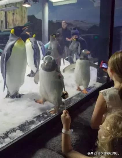 墨尔本亲子游旅游攻略大全,墨尔本亲子游攻略