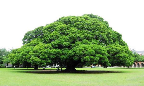 一颗榕树种子的选择与命运——每个人内心都有一股自然生长的力量
