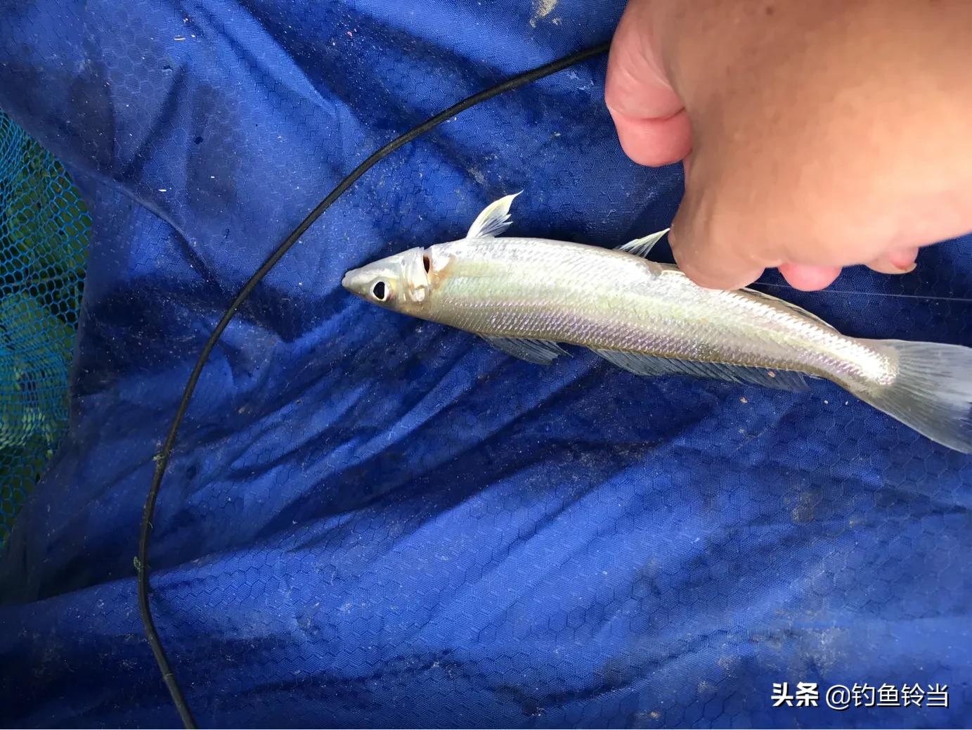 沙尖鱼钓法,沙尖鱼习性