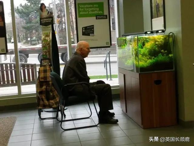 羊驼治愈案例,动物治愈焦虑