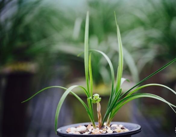 每日一品～中国兰花～春兰茗品～美芬荷