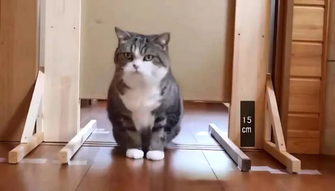 宠物界的柔术高手：“液体猫咪”，对老鼠来说简直就是噩梦