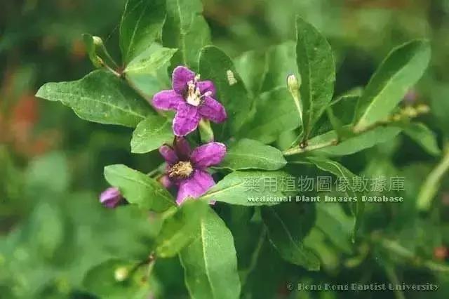 了解中药地骨皮的日常用途,骨皮和地骨皮是一味中药吗