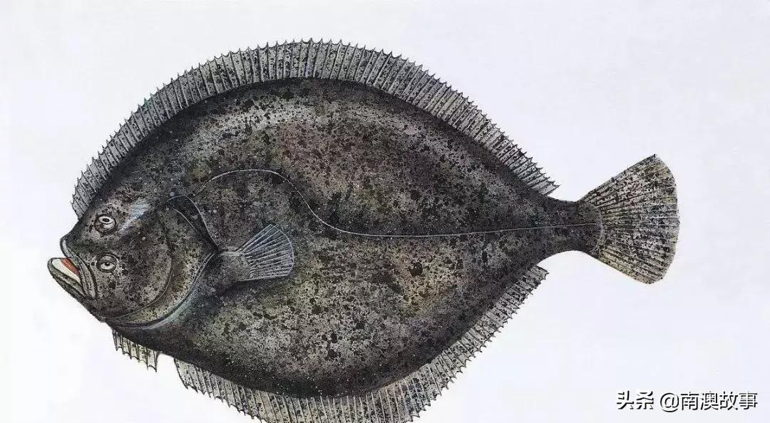 南澳渔民出海最常见的50种海鱼，都吃过，你就能退休了！