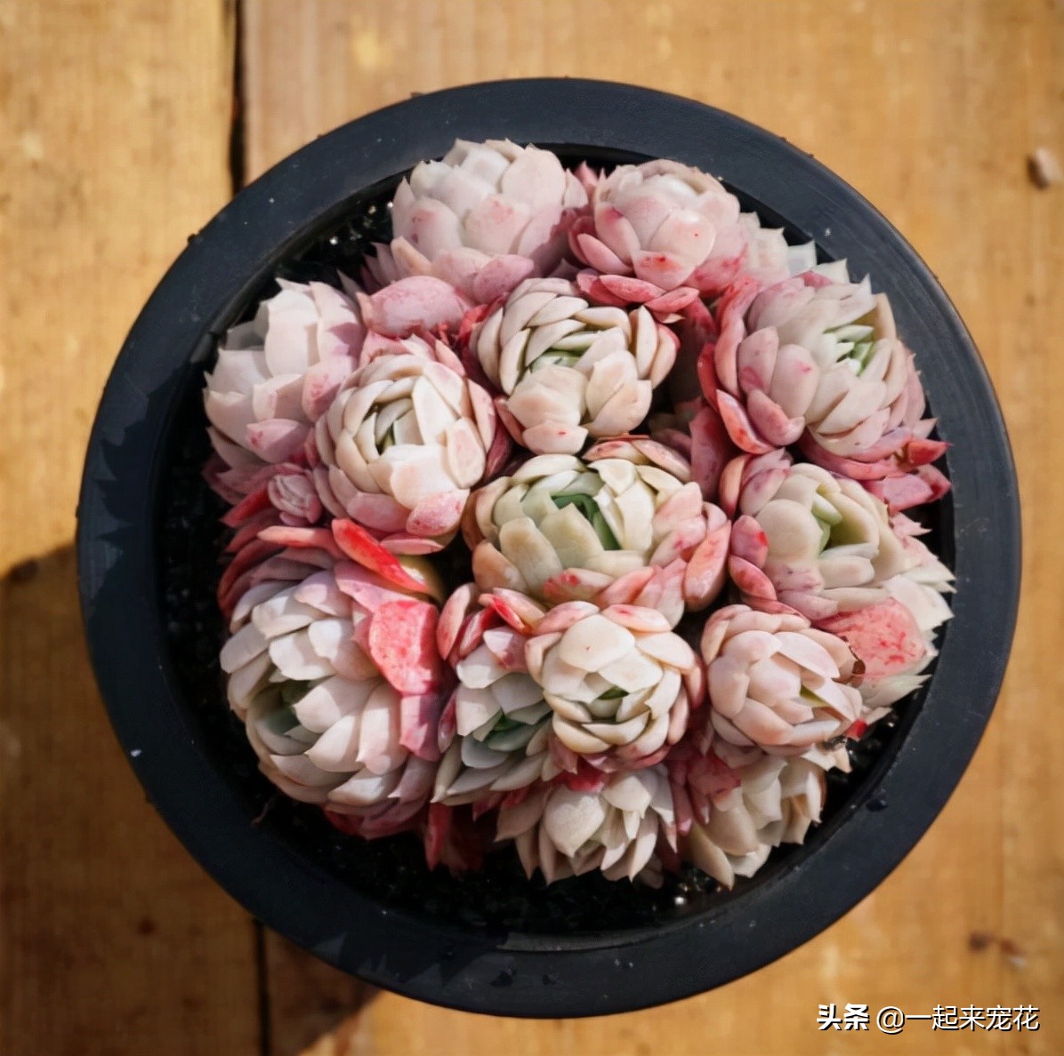 多肉冰莓好养吗,养冰玉多肉的正确方法