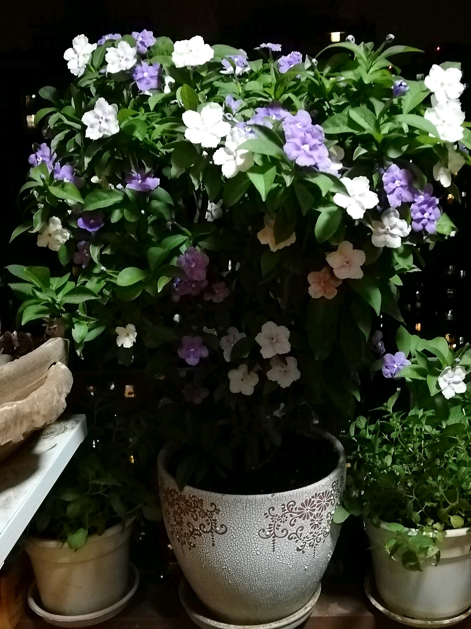 室内盆栽“新宠”—鸳鸯茉莉,树姿优雅,一树多色花,花香飘满屋