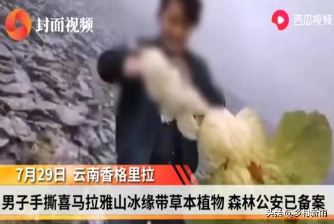 塔黄藏药配方大全,藏药塔黄能治哪种病